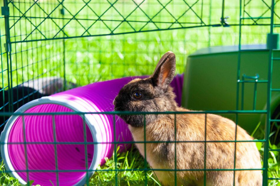 Kanin ude i haven med Omlet legetunnel med forbindelsesringe til kaniner