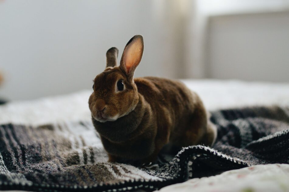Når du tager din kanin indendørs - huskanin på sengen