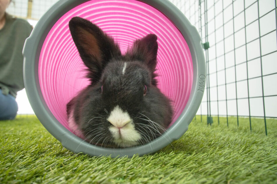 Sort og hvid kanin bruger Omlet legetunnel til kaniner