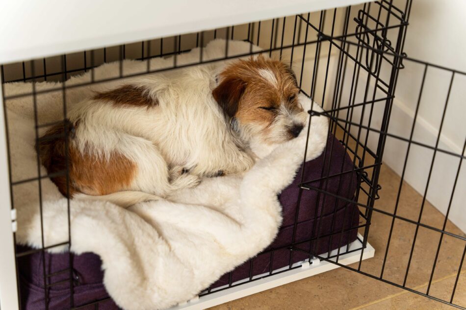 Terrier sover i Omlet Fido Studio hundebur med Omlet hundetæppe i lammeskind