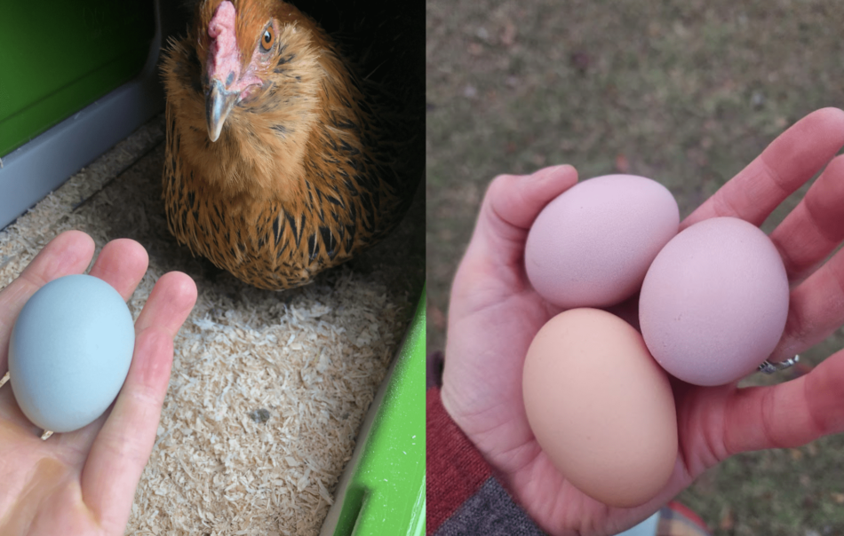 Collage af hønseholdere, der har forskellige farvede æg