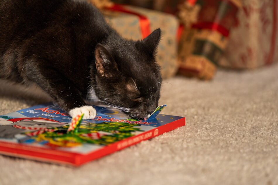 En sort kat, der spiser fra Hatch Wells julekalender for katte