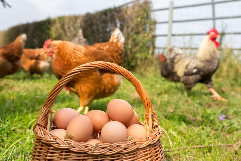 Fritgående høns i haven med kurv med frisklagte æg
