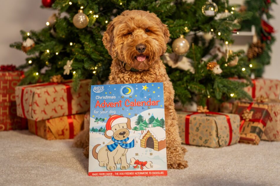 Hund foran juletræ med adventskalender til hunde