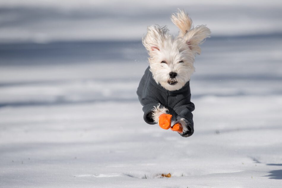 Hund med snestøvler, der løber udenfor i sneen