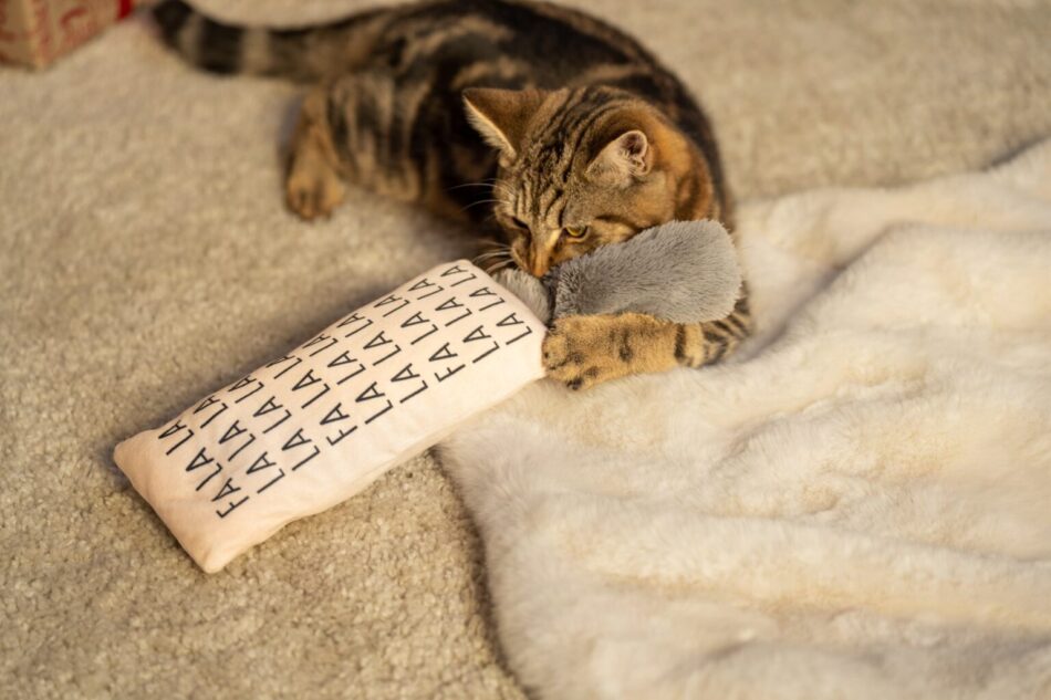 Kat leger med julekattelegetøj på et tæppe