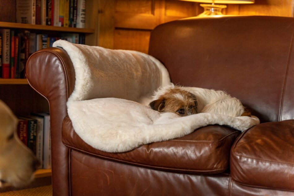 Terrier sover på Omlet luksus hundetæppe i imiteret lammeskind på sofa