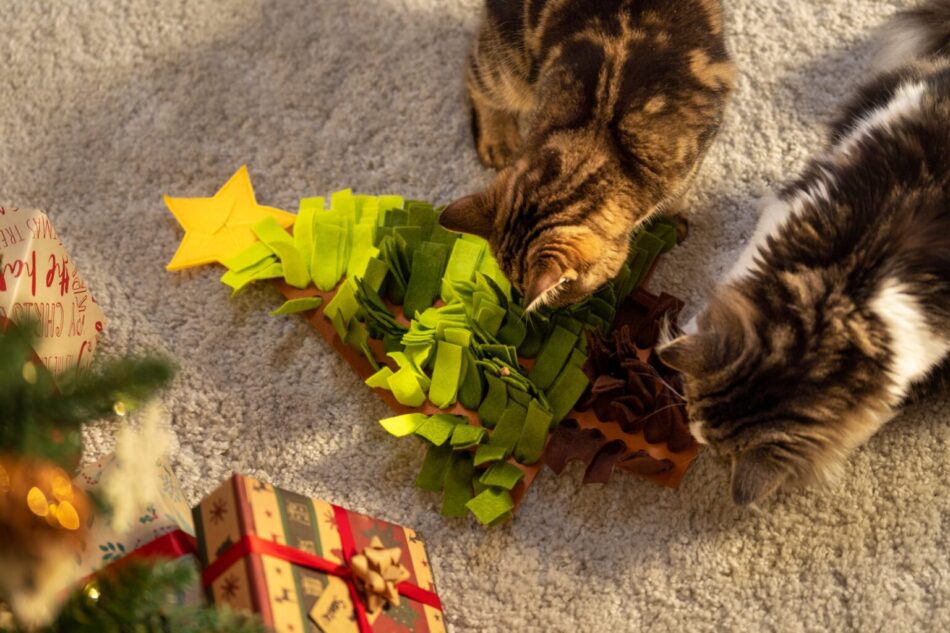 To katte i julen leger med et juletræslegetøj til katte