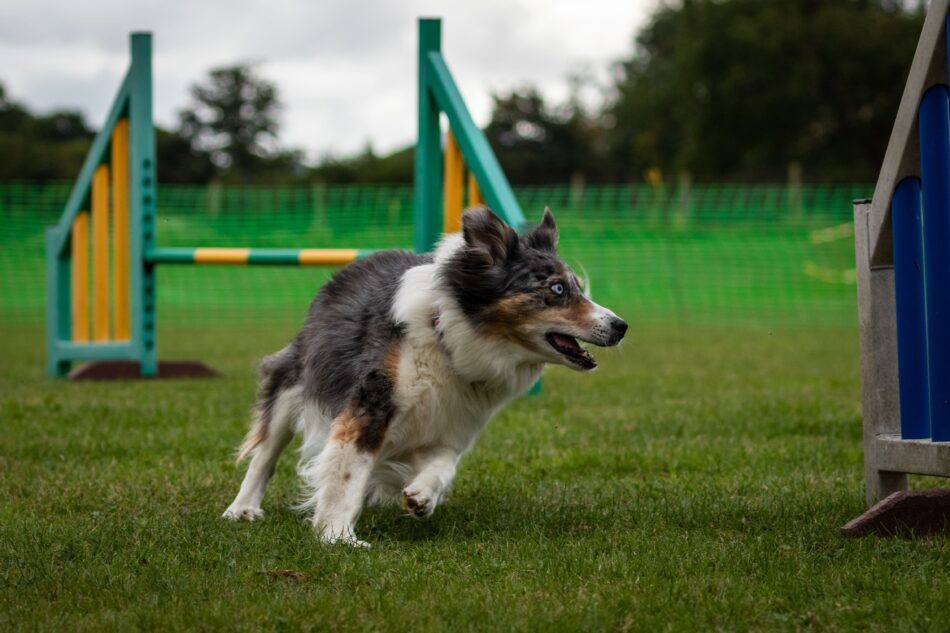Collie hund på hundeforhindringsbane - hopper over hurdle
