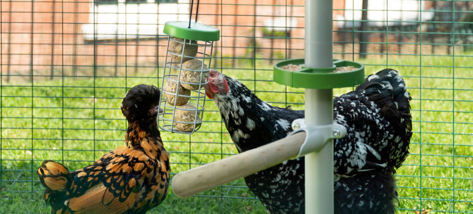 Høner i deres Omlet walk-in hønsegård med et PoleTree og en Caddi godbidsdispenser