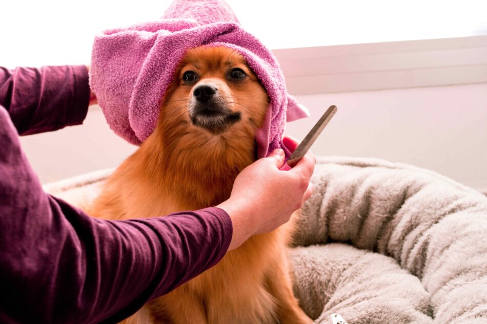 Hund med håndklæde på hovedet bliver børstet