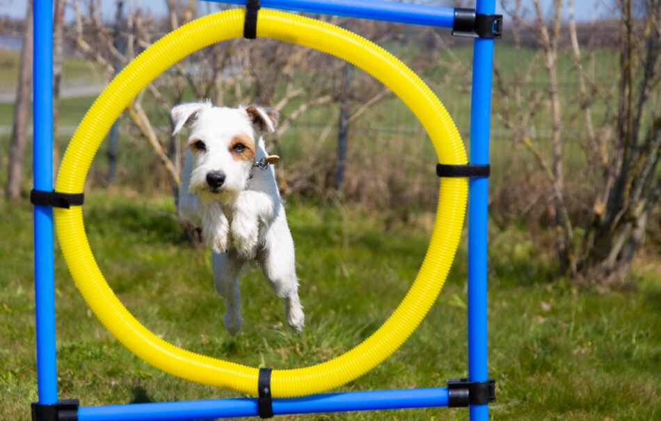 Hund på forhindringsbane - hopper gennem en ring