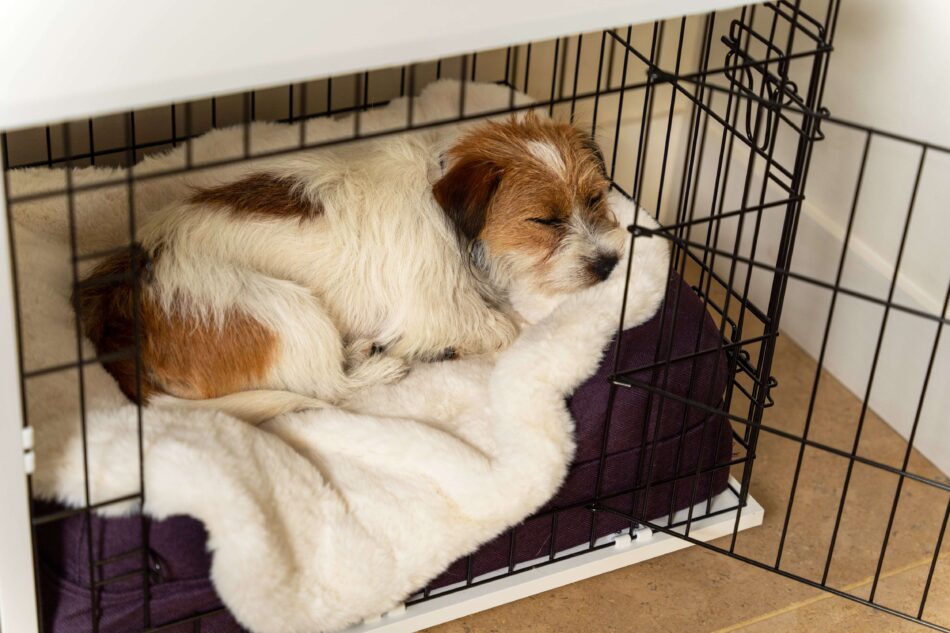 Terrier sover på Omlet superblødt hundetæppe i Omlet Fido hundebur