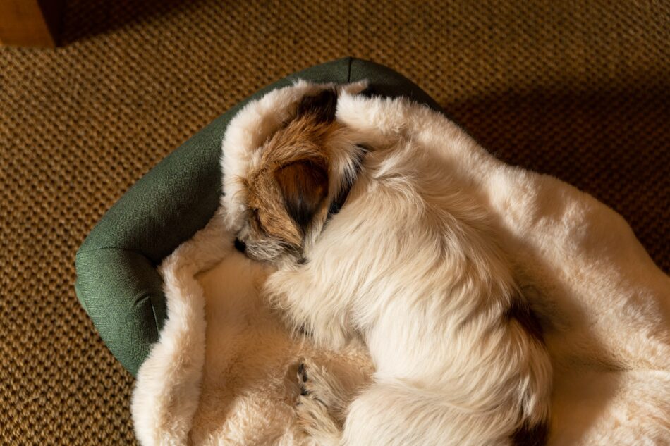 Terrierhund afslappet efter spa, der ligger på Omlet luksus hundetæppe i imiteret lammeskind
