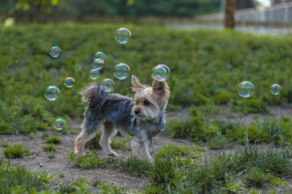 Yorkshire Terrier hund leger med bobler udenfor