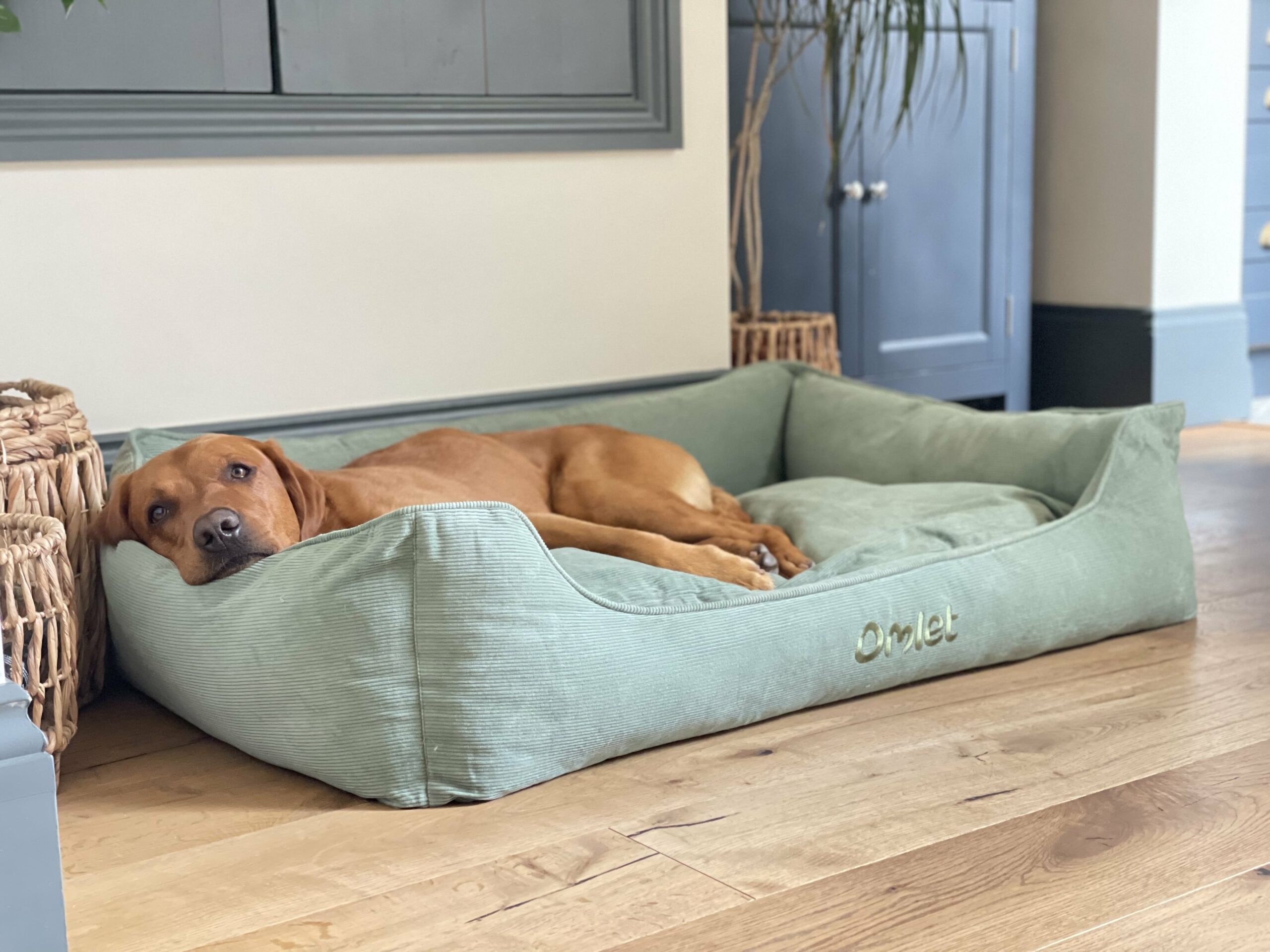 hund der ligger i rede-seng af grønt fløjl