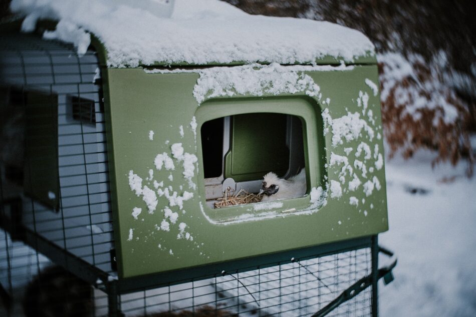 Silkie-høne i Omlet Eglu Cube hønsehus dækket af sne