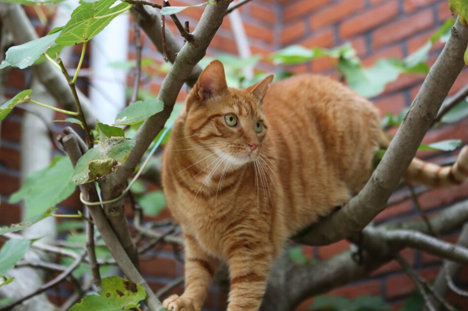 Ginger-kat klatrer i træ