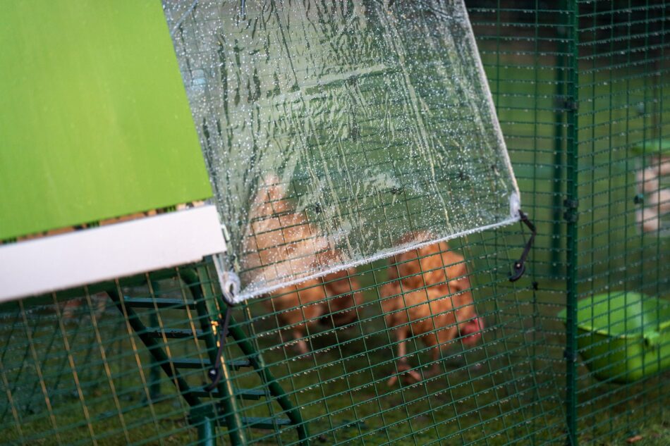Høner holder sig beskyttet mod regnen under deres Omlet-vejrbeskyttelses-overtræk