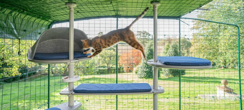 Kat hopper over Omlet Freestyle udendørs kattetræ