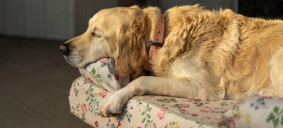 Ældre Golden Retriever ligger på Omlet hundeseng med støttekant i Morning Meadow-design 