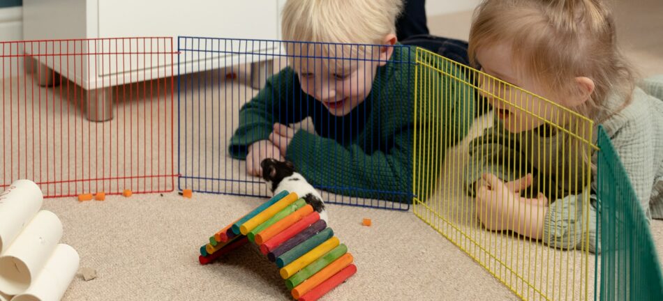 Børn leger med hamster i legegården 