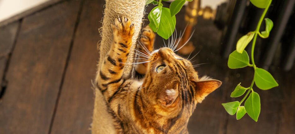 En bengalsk kat, der kigger op og bruger kradsetræet på Omlets Freestyle kattetræ