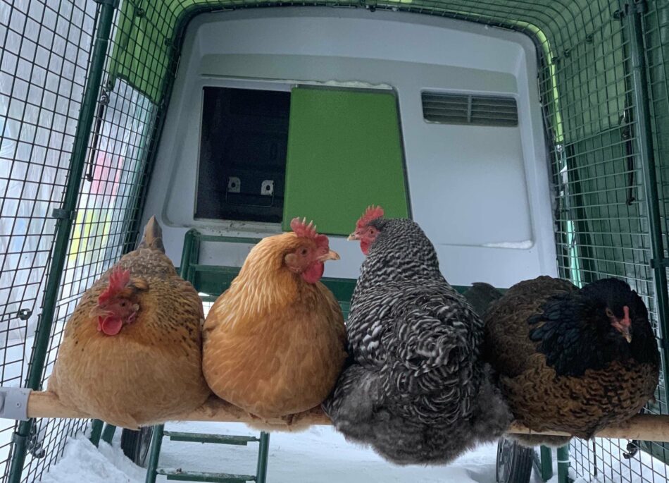 Fire høns sidder sammen på en siddepind inde i en løbegård