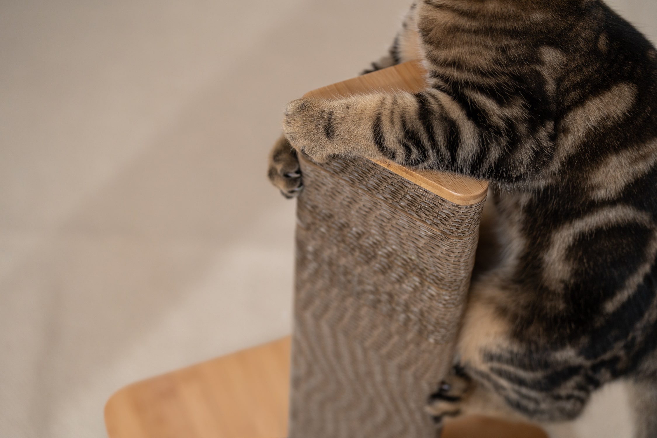 forhindrer du katte i kradse møbler - Omlet DK