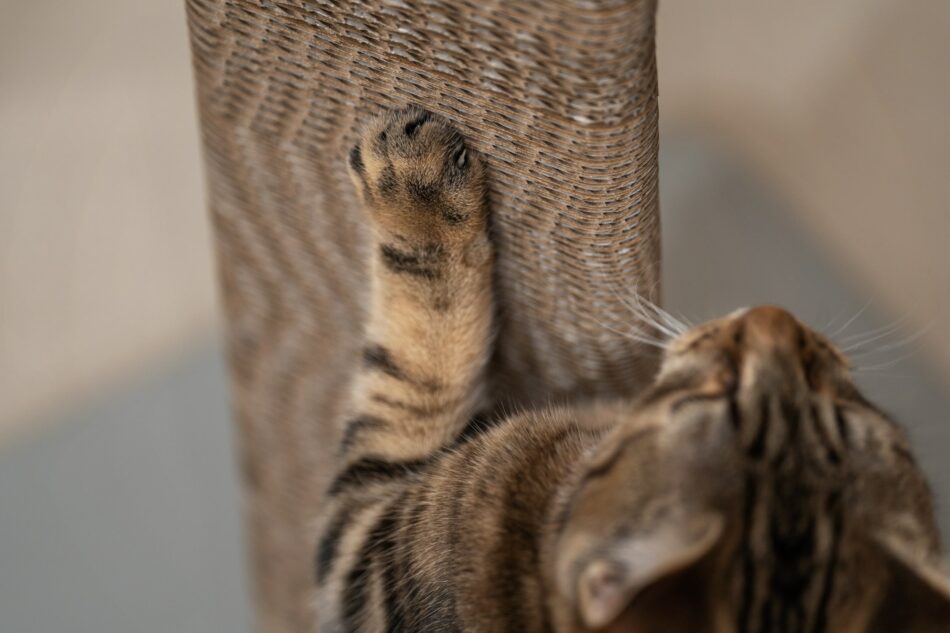 Nærbillede af kattepoter, der kradser på Omlet Stak kradsetræ