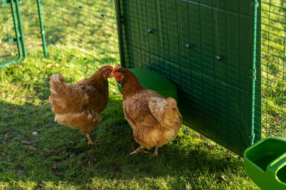 To høns i Omlet walk-in hønsegård