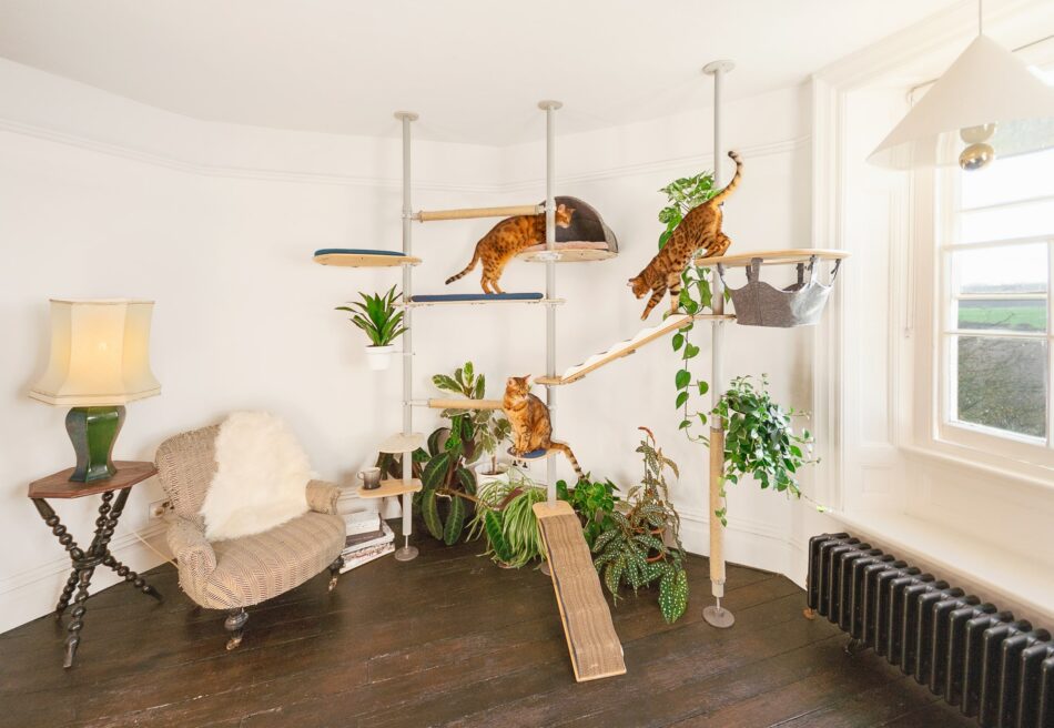 To katte i deres hjem, der bruger Omlet indendørs Freestyle kattetræ  