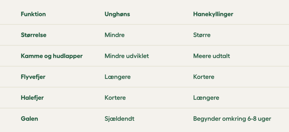 unghøns vs hanekyllinger