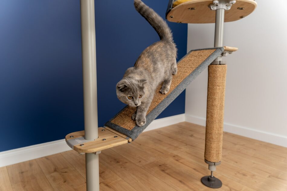 Kat, der klatrer ned af Omlet Freestyle indendørs kattetræ