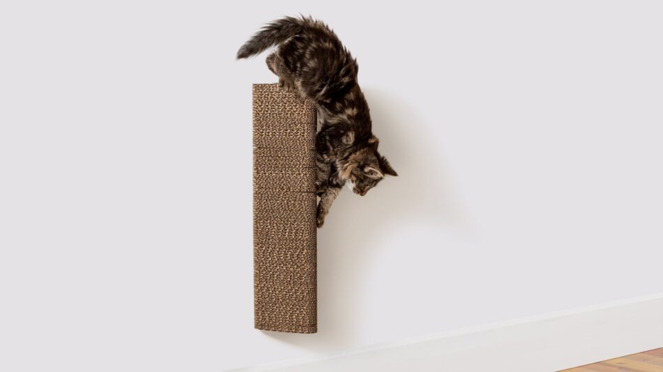 Kat klatrer på Omlet vægmonteret Stak-kradsetræ