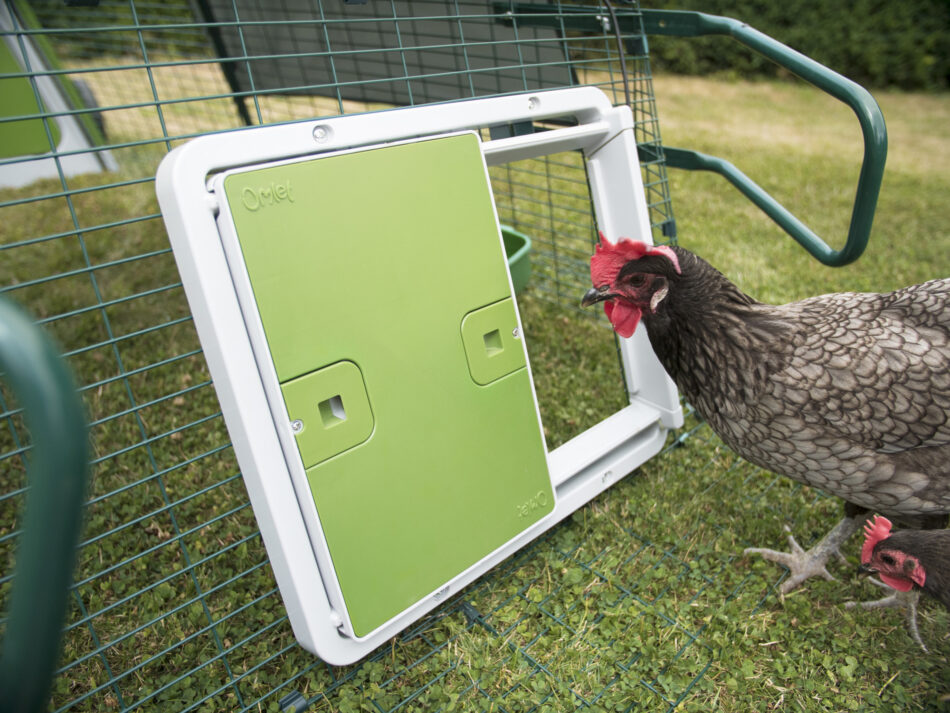 En brun høne, der kigger ind i dens sikre hønsehus med Autodoor af Omlet