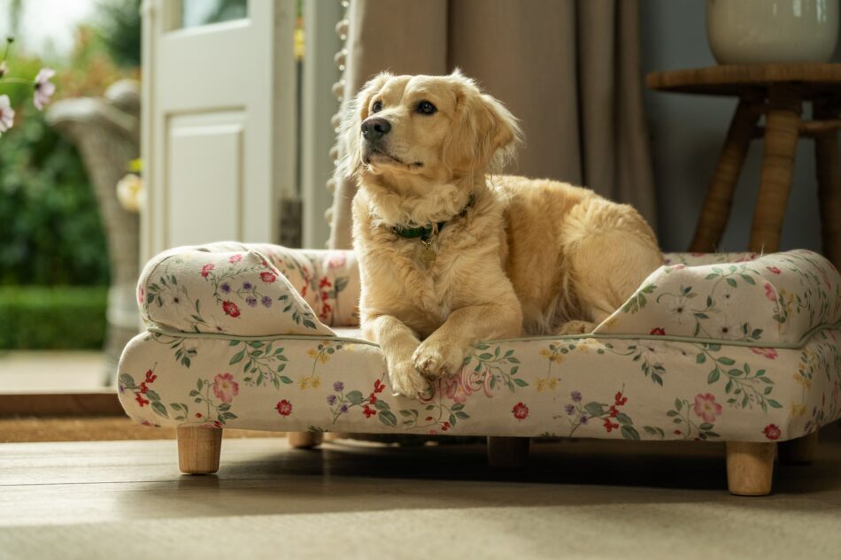 Golden Retriever, der ligger på Omlet hundeseng med støttekant i Morning Meadow-print