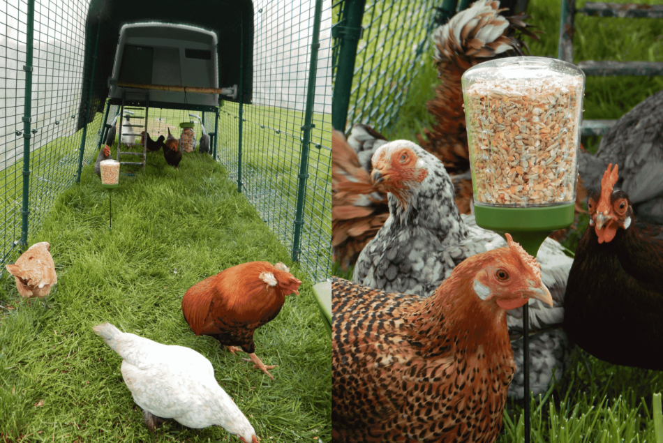 Høns går rundt i deres Omlet Eglu Cube hønsehus med Peck Toy og vejrbeskyttelse