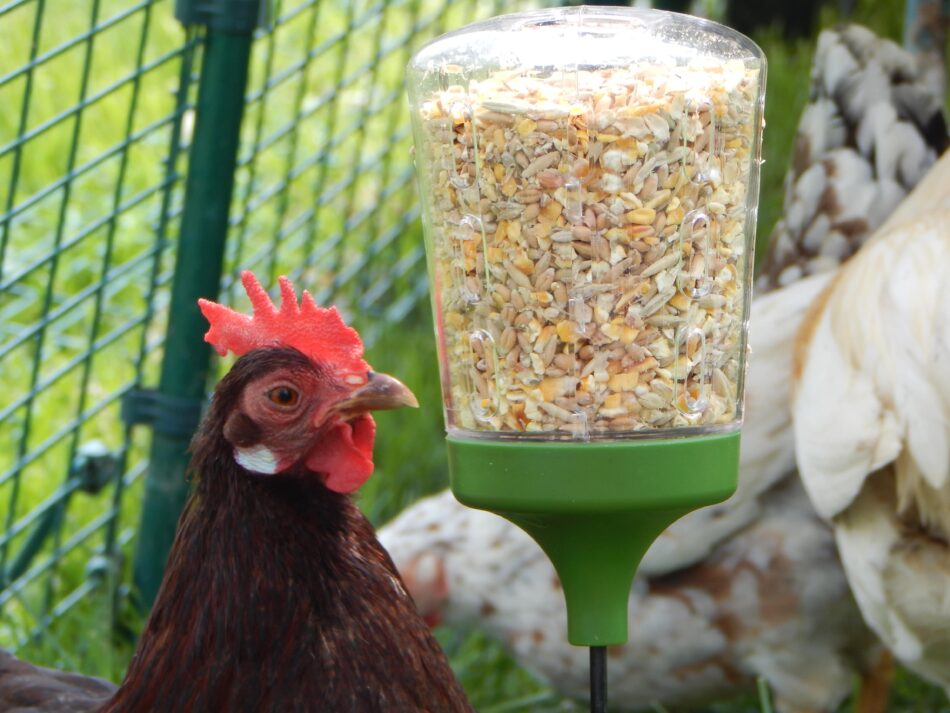 Høns i Omlets Cube hønsehus, der hakker i et Omlet Peck Toy