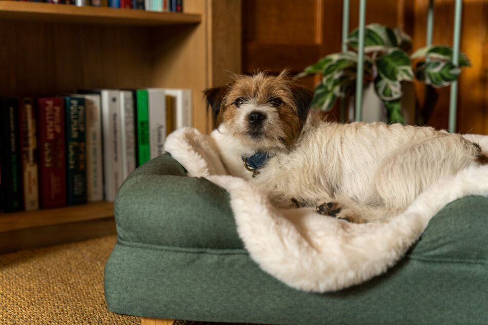 Terrier ligger på Omlet luksus hundetæppe i imiteret lammeskind på hundeseng med støttekant 