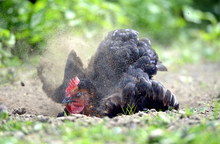 Black Rock-høne køler ned med et støvbad 