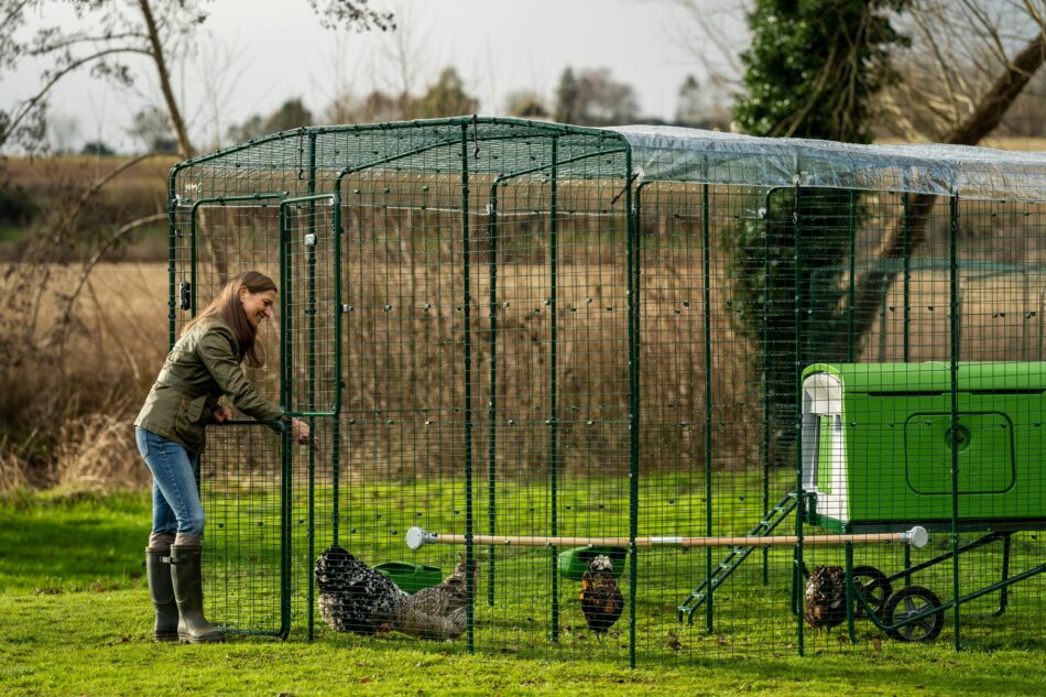 Hønseholder ser på sine høns i deres Omlet walk-in hønsegård
