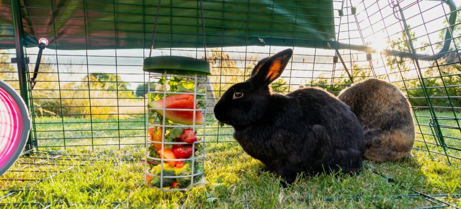Kanin udenfor spiser frugt fra dens Omlet Caddi godbidsdispenser