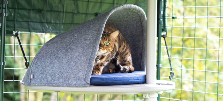 Kat i hulen til Omlets udendørs Freestyle-kattetræ