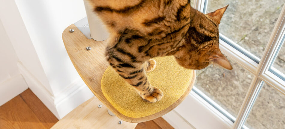 Kat står på trin af Omlets indendørs Freestyle-kattetræ
