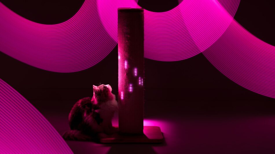 Kat omgivet af lys fra Switch-kradsetræ  