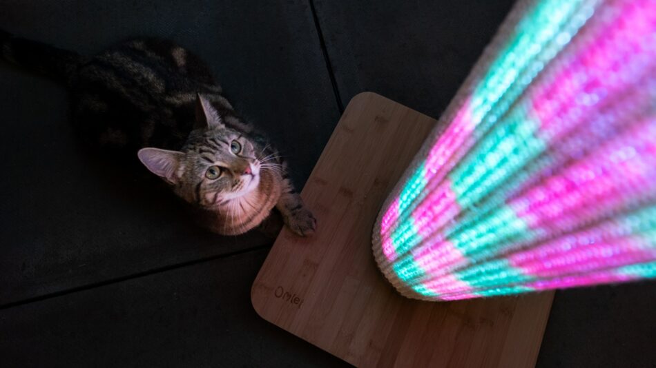 Kat ser op på lyserøde og blå lys på Switch-kradsetræet  
