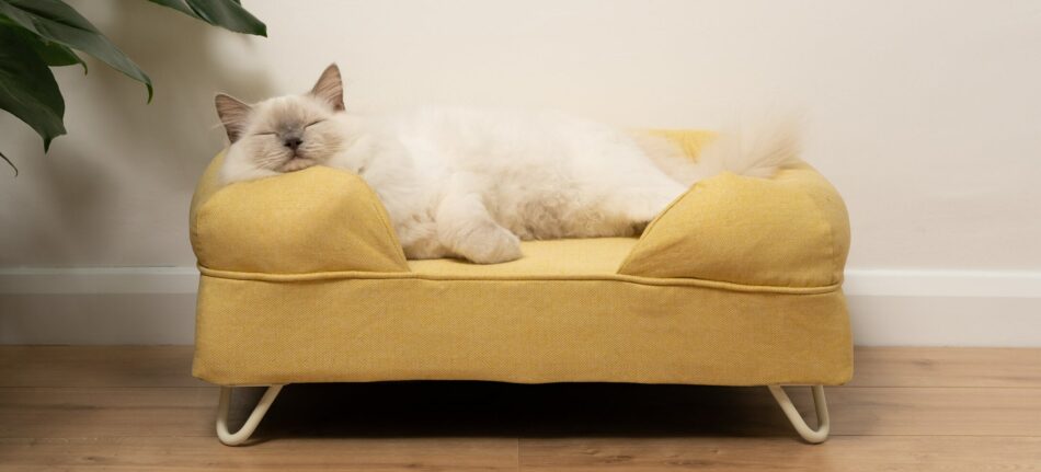Ragdoll kat ligger og sover på gul katteseng med støttekant