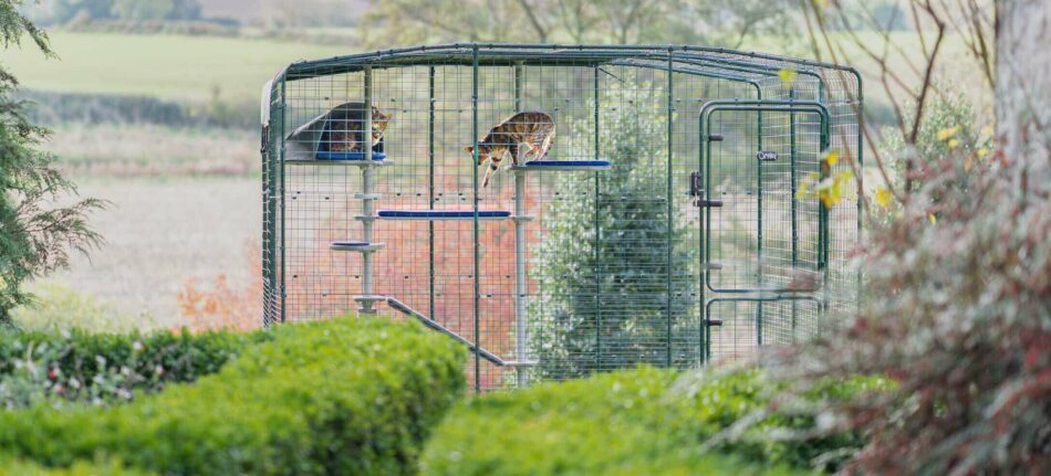 To katte leger i en Omlet kattegård med Freestyle udendørs kattetræ