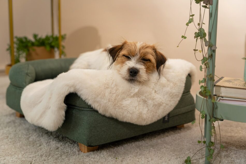 Terrier sover på Omlet hundeseng med støttekant med Omlet luksus hundetæppe i imiteret lammeskind 